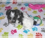 Small #10 Maltipoo