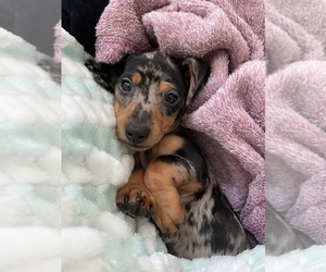 Dachshund Puppy for sale in INDIANAPOLIS, IN, USA