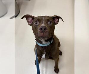 Mutt Dogs for adoption in Center Township, PA, USA