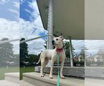 Small #1 Argentinian Mastiff Mix