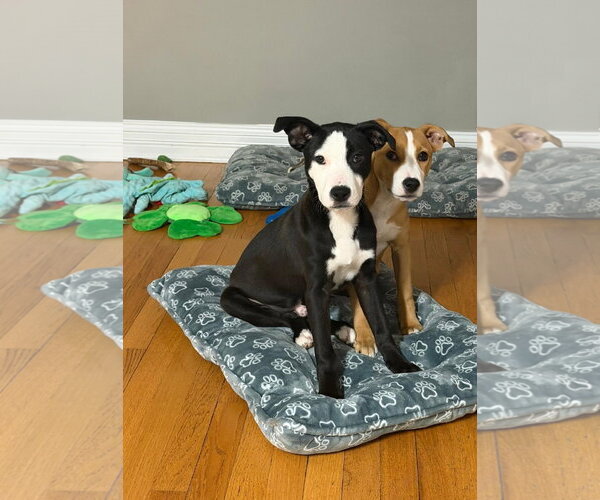 Medium Photo #12 Mutt Puppy For Sale in Plainfield, IL, USA