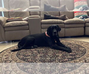 Labrador Retriever Dogs for adoption in Denton, TX, USA