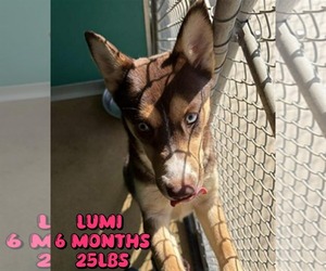 Siberian Husky-Unknown Mix Dogs for adoption in Woodbury, NY, USA