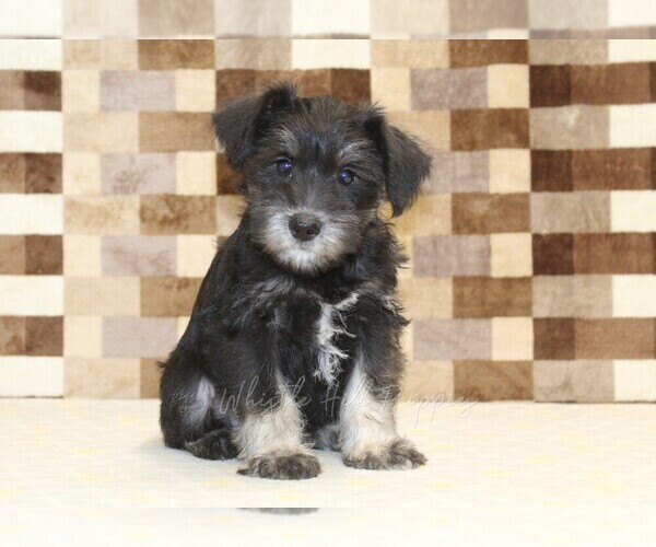 Medium Photo #3 Schnauzer (Miniature) Puppy For Sale in DENVER, PA, USA