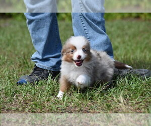 Miniature Australian Shepherd Puppy for sale in PALM COAST, FL, USA