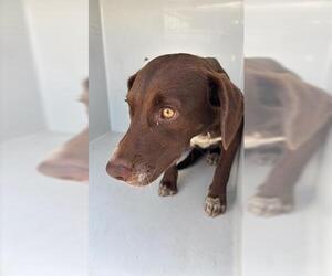 Labrador Retriever Dogs for adoption in Houston, TX, USA