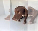 Small Labrador Retriever