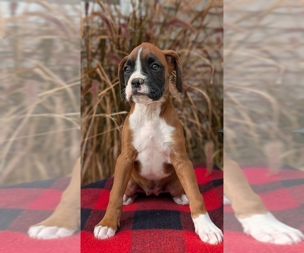 Medium Photo #18 Boxer Puppy For Sale in GOSHEN, IN, USA