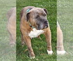 Small #3 American Pit Bull Terrier