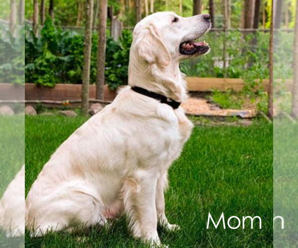 Medium Photo #5 Golden Retriever Puppy For Sale in TEWKSBURY, MA, USA