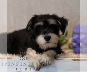 Schnauzer (Miniature) Puppy for sale in MIFFLINBURG, PA, USA