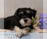 Small Schnauzer (Miniature)