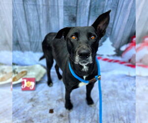German Shepherd Dog-Unknown Mix Dogs for adoption in Long Beach, CA, USA