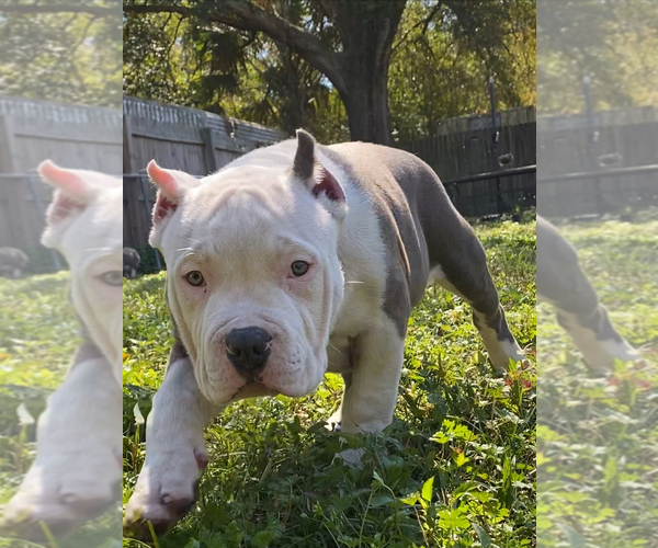 Medium Photo #5 American Bully Puppy For Sale in JACKSONVILLE, FL, USA
