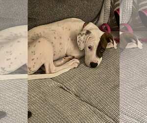 Beagle-Unknown Mix Dogs for adoption in Hinton, WV, USA