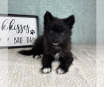 Image preview for Ad Listing. Nickname: Molly