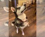 Small #1 Siberian Husky