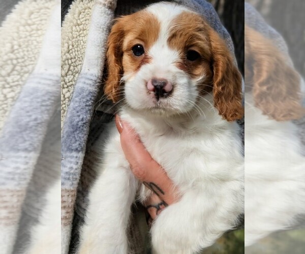 Medium Photo #1 Cavapoo (Miniature) Puppy For Sale in SISTERS, OR, USA