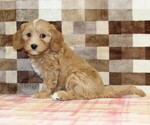 Joy - Female Bernedoodle (Miniature)-Cavapoo (Miniature) Mix Puppy for Sale - Photo #4