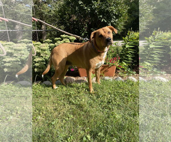 Medium Photo #6 Labrador Retriever-Rhodesian Ridgeback Mix Puppy For Sale in Techny, IL, USA