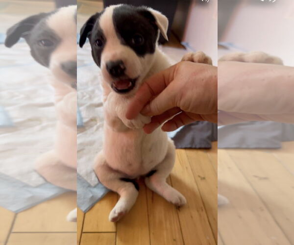 Medium Photo #4 Shepradors Puppy For Sale in Princeton, MN, USA