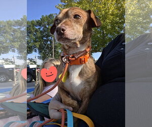 Rhen - Male Chiweenie Dog for Adoption - Photo #14