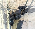 Small #19 Labrador Retriever