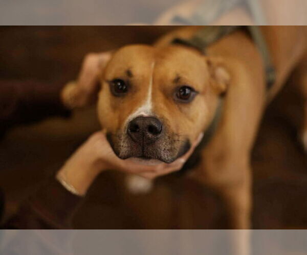 Medium Photo #6 Mutt Puppy For Sale in Westwood, NJ, USA