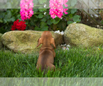 Small #4 Dachshund