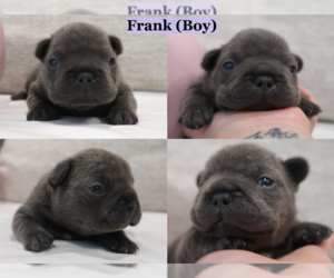 French Bulldog Puppy for sale in THORNTON, CO, USA