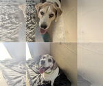 Small #1 Beagle