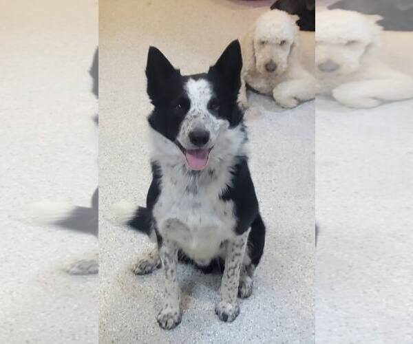 Medium Photo #1 Border Collie Puppy For Sale in Highland, IL, USA