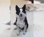 Small Border Collie