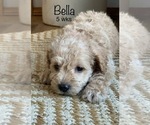 Small Photo #4 Schnoodle (Miniature) Puppy For Sale in LARCHWOOD, IA, USA