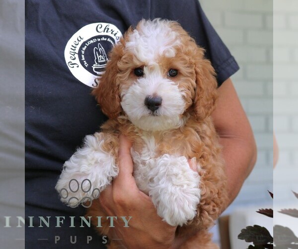 Medium Photo #5 Cavapoo (Miniature) Puppy For Sale in NARVON, PA, USA
