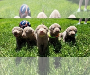 Labrador Retriever Puppy for sale in WEST MIDDLESEX, PA, USA