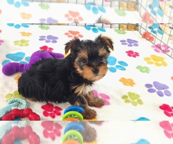 Medium Photo #9 Yorkshire Terrier Puppy For Sale in ORO VALLEY, AZ, USA