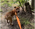 Small Photo #2 American Pit Bull Terrier-Unknown Mix Puppy For Sale in Oakhurst, NJ, USA