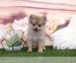 Pomeranian Puppy for sale in MARIETTA, GA, USA