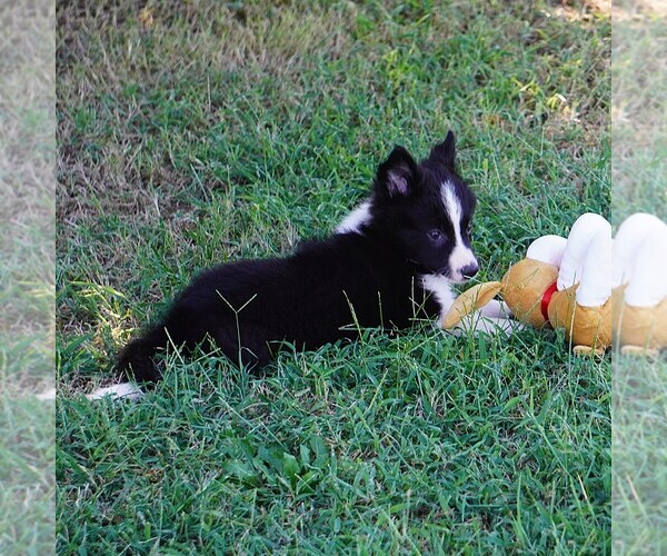 Medium Photo #1 Border Collie Puppy For Sale in DOUGLASS, KS, USA
