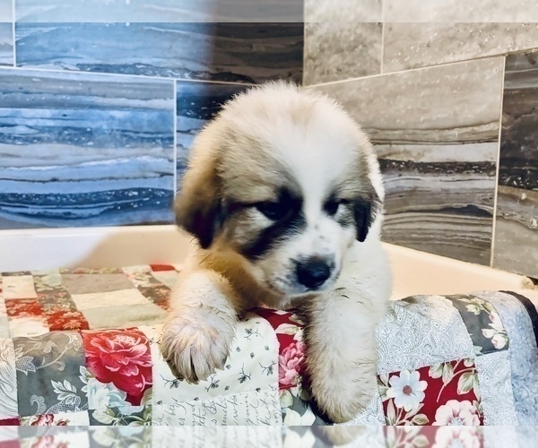 Medium Photo #9 Great Pyrenees Puppy For Sale in SCIO, OH, USA