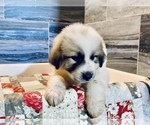 Puppy Hank Great Pyrenees