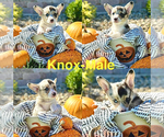 Puppy Knox American Corgi