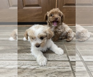Maltipoo Puppy for Sale in APPLE VALLEY, California USA