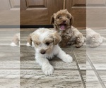 Small Maltipoo