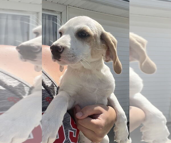 Medium Photo #3 Jack-A-Bee Puppy For Sale in Aurora, IN, USA
