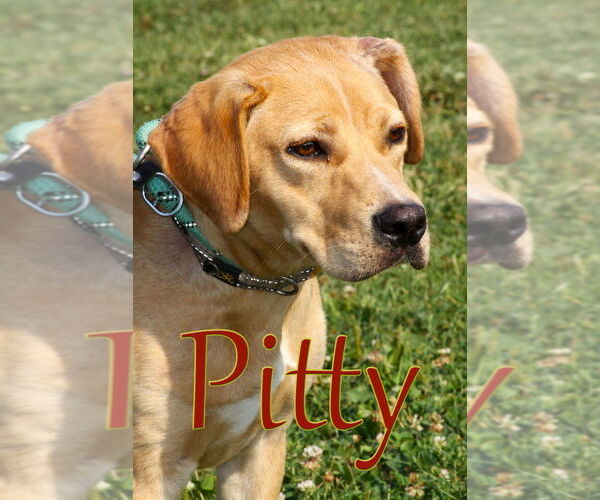 Medium Photo #2 American Pit Bull Terrier-Labrador Retriever Mix Puppy For Sale in Evansville, IN, USA