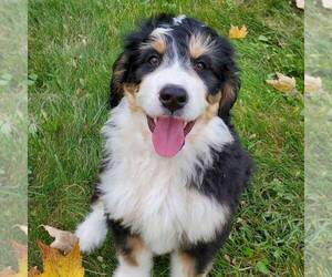 Bernedoodle Puppy for sale in DALTON, OH, USA