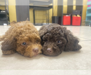 Poodle (Toy) Puppy for sale in PEMBROKE PINES, FL, USA