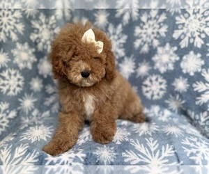 Cock-A-Poo Puppy for sale in LAKELAND, FL, USA